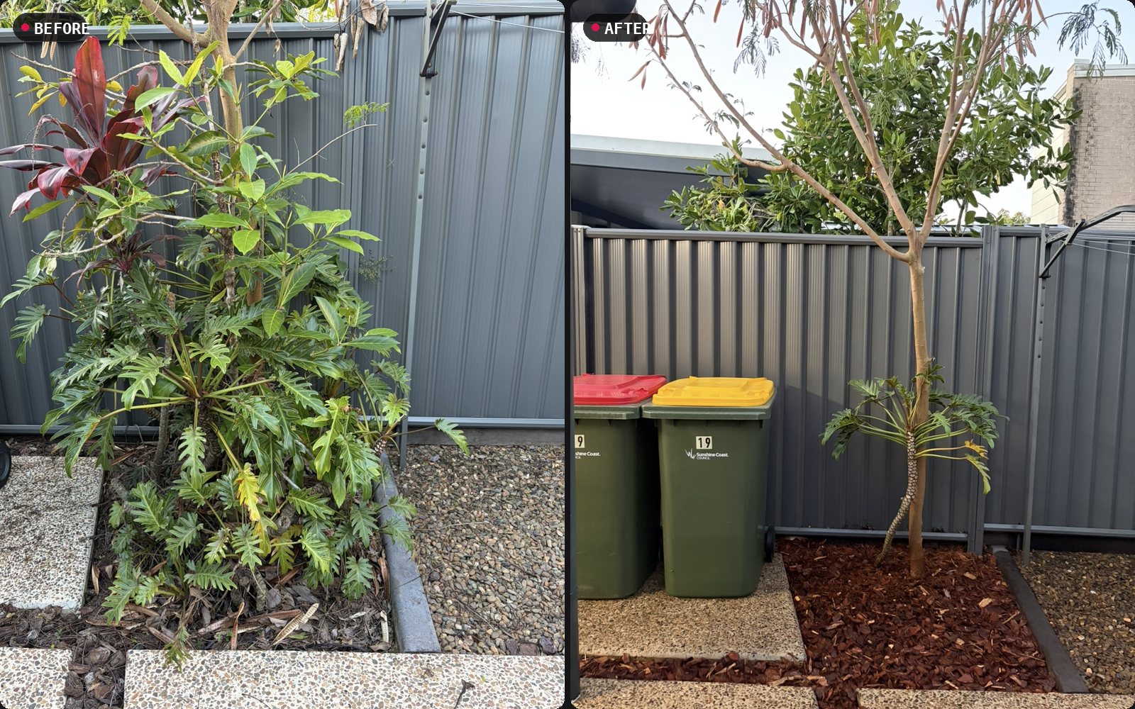 Before and after: overgrown side garden bed cleared and mulched with the tree crown-lifted, Meridan Plains