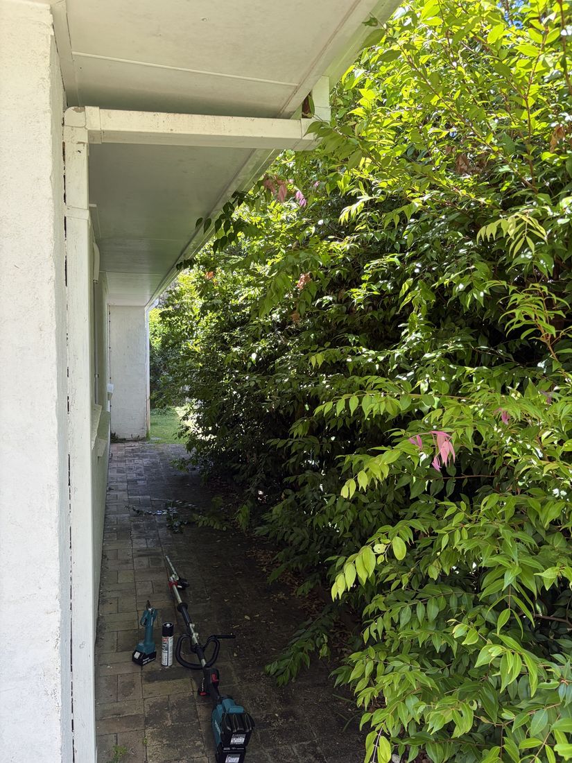 Before: overgrown side path at Bokarina