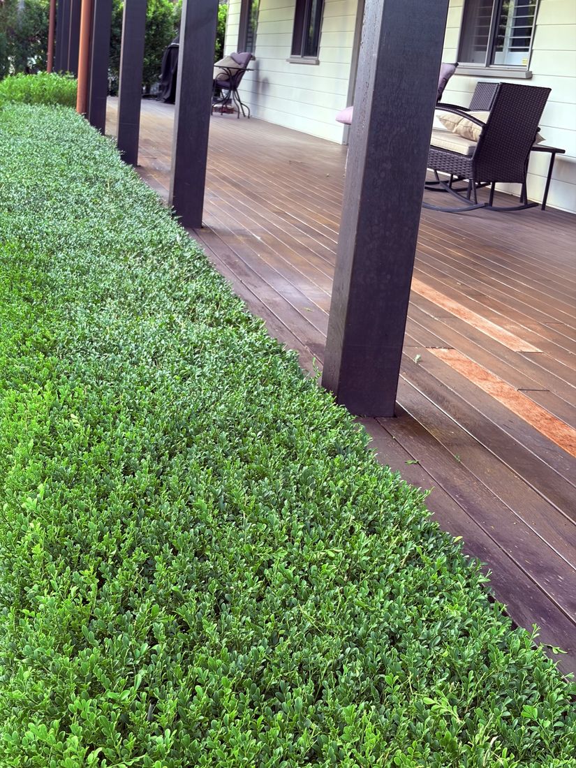 Sharp hedge line finish in Caloundra