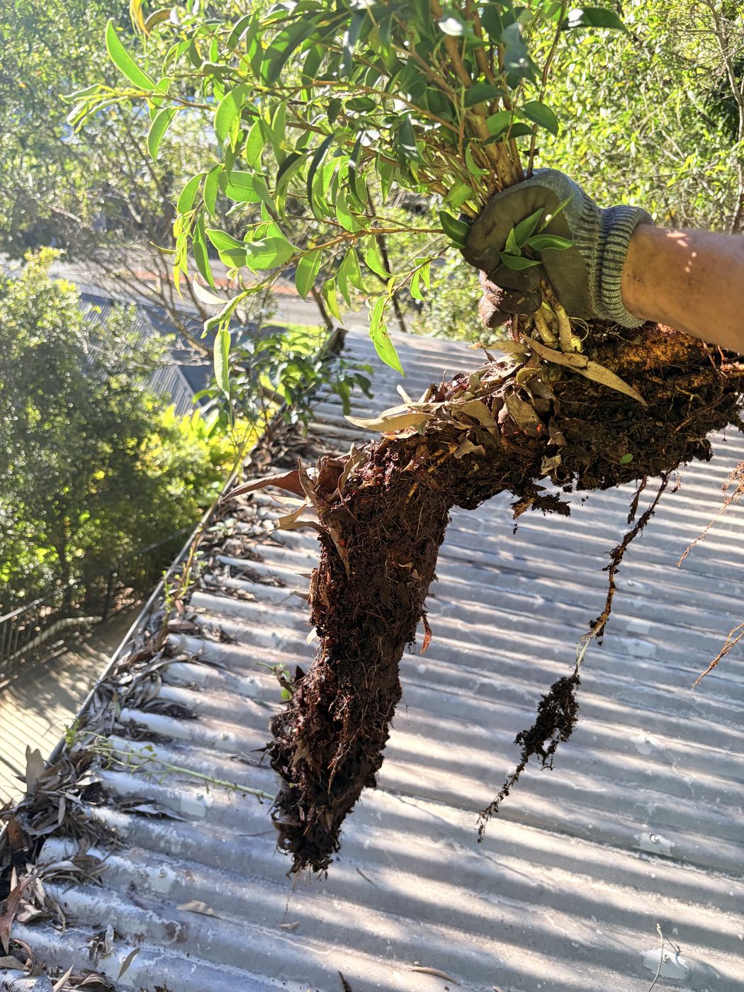 A shrub pulled out of a roof gutter by the roots during a gutter clean, Sunshine Coast