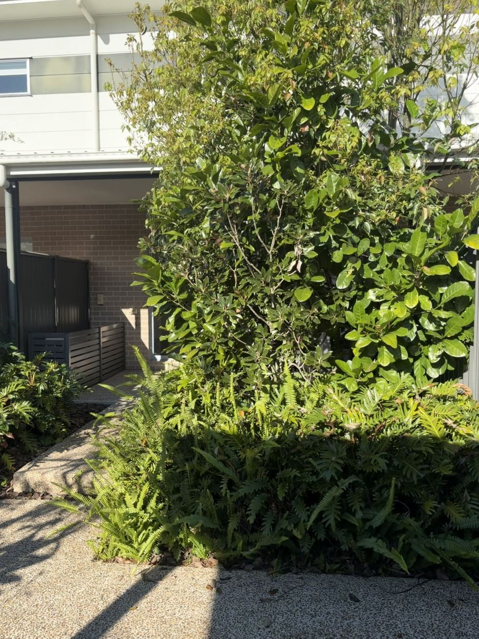 Before: overgrown shrub blocking the entrance path at a Meridan Plains property
