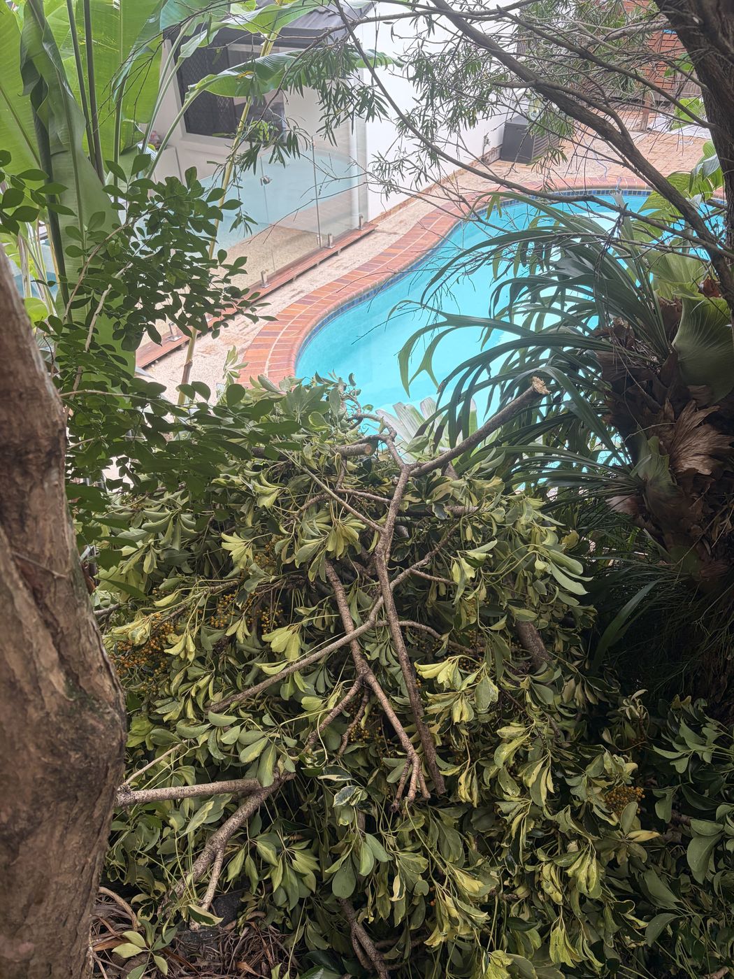 Tree branches pruned back over a backyard pool, Sunshine Coast